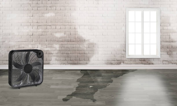 Best Water damage contractors near me  in Plymouth, PA
